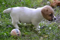 Elroy, a male Jack Russell Terrier for sale in Cerro Gordo, NC – 4 of 10