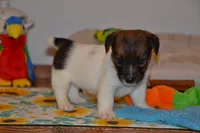 Howard, a male Jack Russell Terrier for sale in Cerro Gordo, NC – 8 of 9