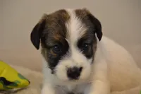 Hector, a male Jack Russell Terrier for sale in Cerro Gordo, NC – 6 of 9