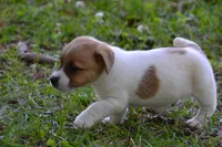 Elroy, a male Jack Russell Terrier for sale in Cerro Gordo, NC – 5 of 10