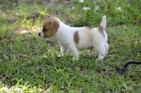 Elroy, a male Jack Russell Terrier for sale in Cerro Gordo, NC – 10 of 10