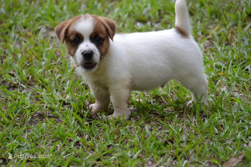 Freddie – Jack Russell Terrier puppy for sale in Cerro Gordo, NC