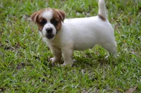 Freddie, a male Jack Russell Terrier for sale in Cerro Gordo, NC – 1 of 10