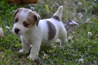 Elmer, a male Jack Russell Terrier for sale in Cerro Gordo, NC – 2 of 8