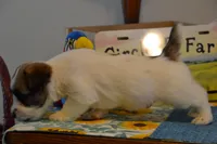 Holt, a male Jack Russell Terrier for sale in Cerro Gordo, NC – 9 of 9