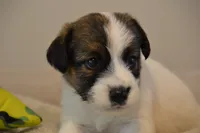 Hector, a male Jack Russell Terrier for sale in Cerro Gordo, NC – 9 of 9