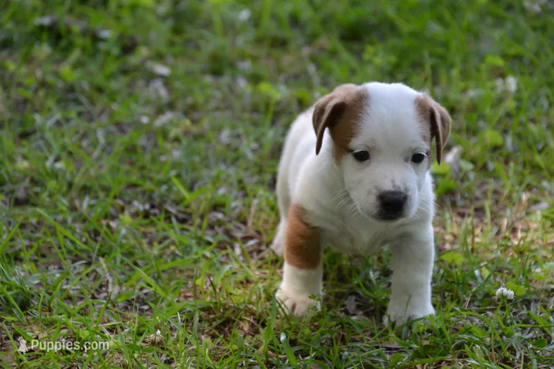 Elton – Jack Russell Terrier puppy on hold in Cerro Gordo, NC
