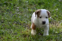 Elton, a male Jack Russell Terrier for sale in Cerro Gordo, NC – 1 of 7