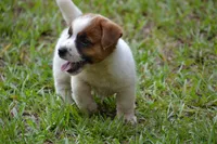 Freddie, a male Jack Russell Terrier for sale in Cerro Gordo, NC – 4 of 10