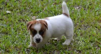 Freddie, a male Jack Russell Terrier for sale in Cerro Gordo, NC – 2 of 10