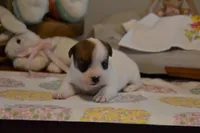 Blanch, a female Jack Russell Terrier for sale in Cerro Gordo, NC – Photo 8 of 10