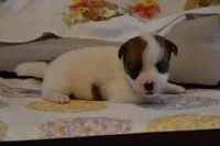 Blanch, a female Jack Russell Terrier for sale in Cerro Gordo, NC – Photo 5 of 10