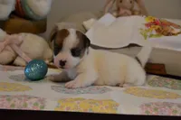 Blanch, a female Jack Russell Terrier for sale in Cerro Gordo, NC – Photo 7 of 10