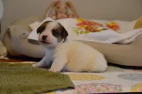 Blanch, a female Jack Russell Terrier for sale in Cerro Gordo, NC – Photo 9 of 10