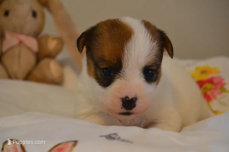 Blanch – Jack Russell Terrier puppy for sale in Cerro Gordo, NC