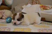 Blanch, a female Jack Russell Terrier for sale in Cerro Gordo, NC – Photo 2 of 10