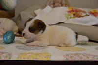 Blanch, a female Jack Russell Terrier for sale in Cerro Gordo, NC – Photo 6 of 10