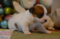 Blanch, a female Jack Russell Terrier for sale in Cerro Gordo, NC – Photo 4 of 10