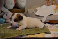 Blanch, a female Jack Russell Terrier for sale in Cerro Gordo, NC – Photo 3 of 10