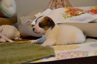 Blanch, a female Jack Russell Terrier for sale in Cerro Gordo, NC – Photo 10 of 10