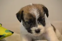 Herbie, a male Jack Russell Terrier for sale in Cerro Gordo, NC – 8 of 9