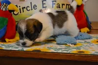Herbie, a male Jack Russell Terrier for sale in Cerro Gordo, NC – 5 of 9
