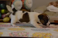 Buttons, a female Jack Russell Terrier for sale in Cerro Gordo, NC – Photo 5 of 9