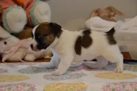 Buttons, a female Jack Russell Terrier for sale in Cerro Gordo, NC – Photo 4 of 9