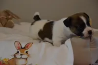 Buttons, a female Jack Russell Terrier for sale in Cerro Gordo, NC – Photo 8 of 9