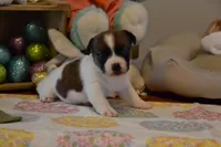 Buttons, a female Jack Russell Terrier for sale in Cerro Gordo, NC – Photo 1 of 9