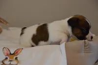 Buttons, a female Jack Russell Terrier for sale in Cerro Gordo, NC – Photo 3 of 9