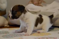 Buttons, a female Jack Russell Terrier for sale in Cerro Gordo, NC – Photo 2 of 9