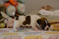 Buttons, a female Jack Russell Terrier for sale in Cerro Gordo, NC – Photo 9 of 9