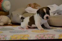 Buttons, a female Jack Russell Terrier for sale in Cerro Gordo, NC – Photo 6 of 9