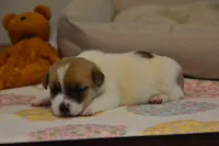 Elana, a female Jack Russell Terrier for sale in Cerro Gordo, NC – 1 of 5