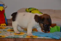 Howard, a male Jack Russell Terrier for sale in Cerro Gordo, NC – 5 of 9