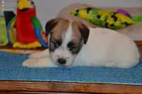 Holt, a male Jack Russell Terrier for sale in Cerro Gordo, NC – 7 of 9