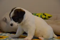 Hector, a male Jack Russell Terrier for sale in Cerro Gordo, NC – 7 of 9