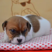 Petey, a male Jack Russell Terrier for sale in Cerro Gordo, NC – Photo 1 of 6