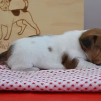 Petey, a male Jack Russell Terrier for sale in Cerro Gordo, NC – Photo 2 of 6