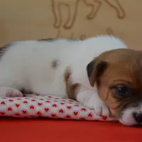 Petey, a male Jack Russell Terrier for sale in Cerro Gordo, NC – Photo 4 of 6