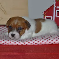 Petey, a male Jack Russell Terrier for sale in Cerro Gordo, NC – Photo 3 of 6