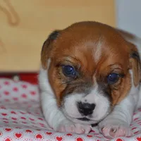 Petey, a male Jack Russell Terrier for sale in Cerro Gordo, NC – Photo 6 of 6