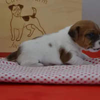 Petey, a male Jack Russell Terrier for sale in Cerro Gordo, NC – Photo 5 of 6