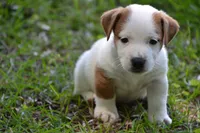 Elton, a male Jack Russell Terrier for sale in Cerro Gordo, NC – 2 of 7