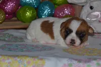 Crystal, a female Jack Russell Terrier for sale in Cerro Gordo, NC – Photo 2 of 7