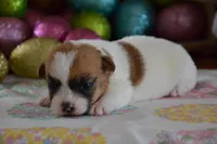 Crystal, a female Jack Russell Terrier for sale in Cerro Gordo, NC – Photo 7 of 7