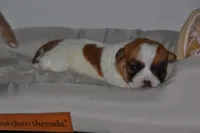 Crystal, a female Jack Russell Terrier for sale in Cerro Gordo, NC – Photo 1 of 7