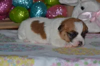 Crystal, a female Jack Russell Terrier for sale in Cerro Gordo, NC – Photo 5 of 7