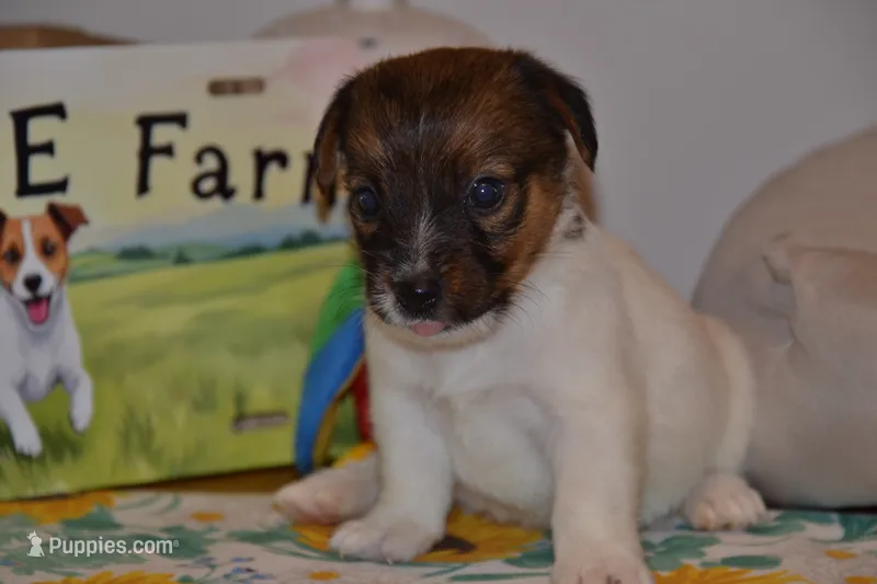 Howard – Jack Russell Terrier puppy for sale in Cerro Gordo, NC